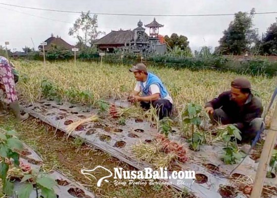 Nusabali.com - bawang-putih-karangasem-punah