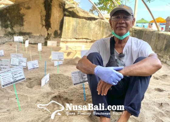 Nusabali.com - menelisik-keseharian-mr-turtle-sang-penyelamat-telur-penyu-di-pantai-kuta
