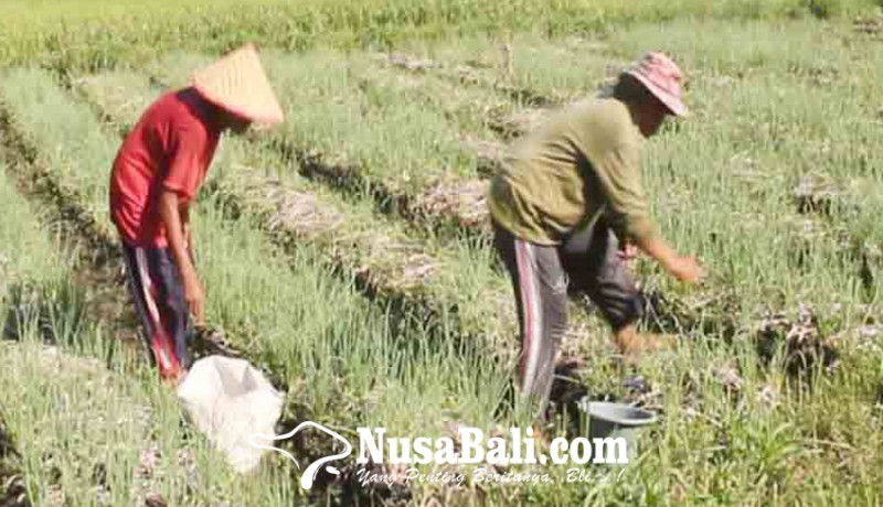 www.nusabali.com-petani-bawang-merah-di-bungkulan-diserang-moler