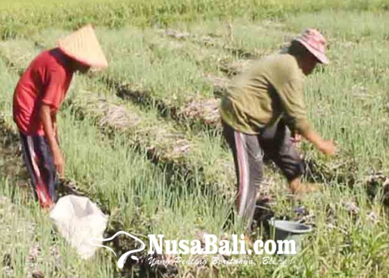 Nusabali.com - petani-bawang-merah-di-bungkulan-diserang-moler