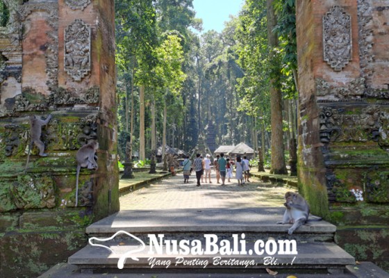 Nusabali.com - libur-lebaran-wisatawan-domestik-sangeh-monkey-forest-bertambah