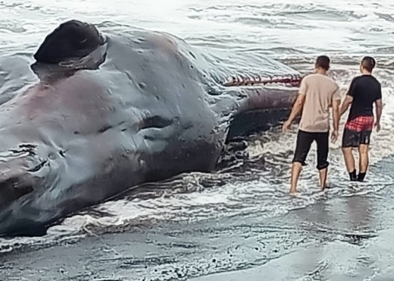 Nusabali.com - kerangka-paus-terdampar-akan-dipamerkan