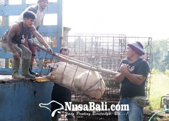 Nusabali.com - harga-babi-di-peternak-lesu