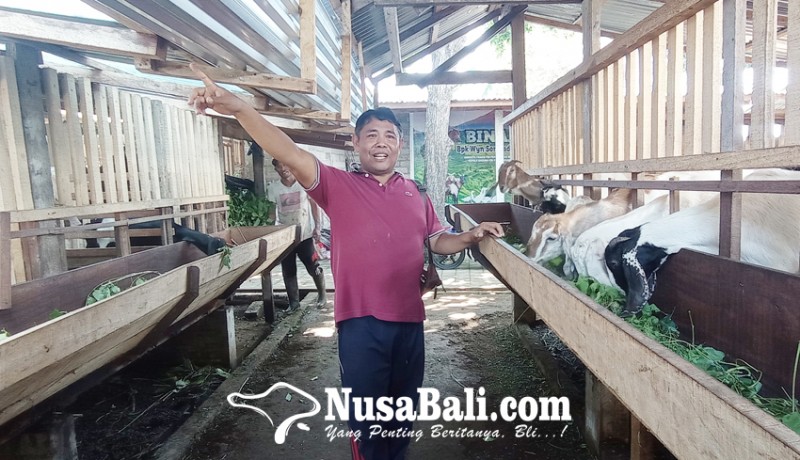 www.nusabali.com-kelompok-ternak-desa-penglatan-budidaya-kambing-impor