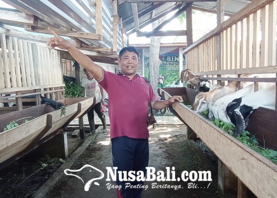 Nusabali.com - kelompok-ternak-desa-penglatan-budidaya-kambing-impor