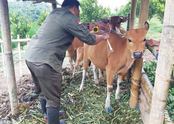 Nusabali.com - bangkitkan-usaha-peternakan-di-bangli-dinas-pkp-gelar-kontes-sapi-bali