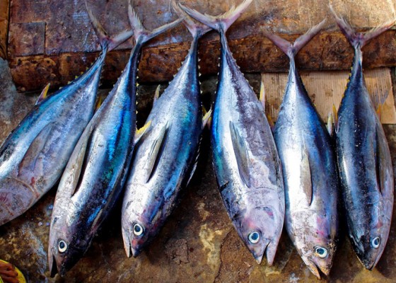 Nusabali.com - harga-bbm-tinggi-produksi-tuna-di-bali-turun
