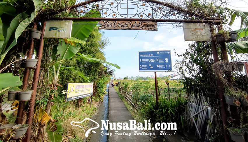 www.nusabali.com-subak-sembung-dinilai-gagal-jadi-agro-wisata