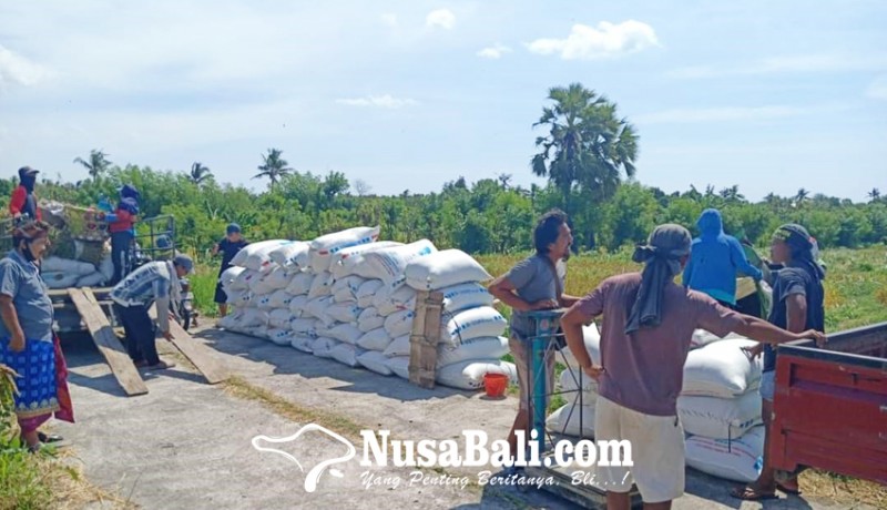 www.nusabali.com-antisipasi-gagal-panen-di-musim-kemarau-dinas-pertanian-lakukan-intensifikasi