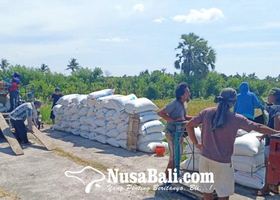 Nusabali.com - antisipasi-gagal-panen-di-musim-kemarau-dinas-pertanian-lakukan-intensifikasi