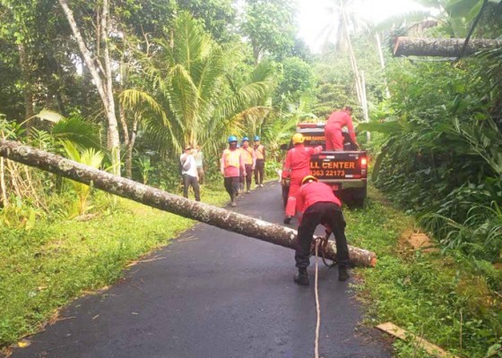 Nusabali.com - bpbd-tangani-3-pohon-tumbang