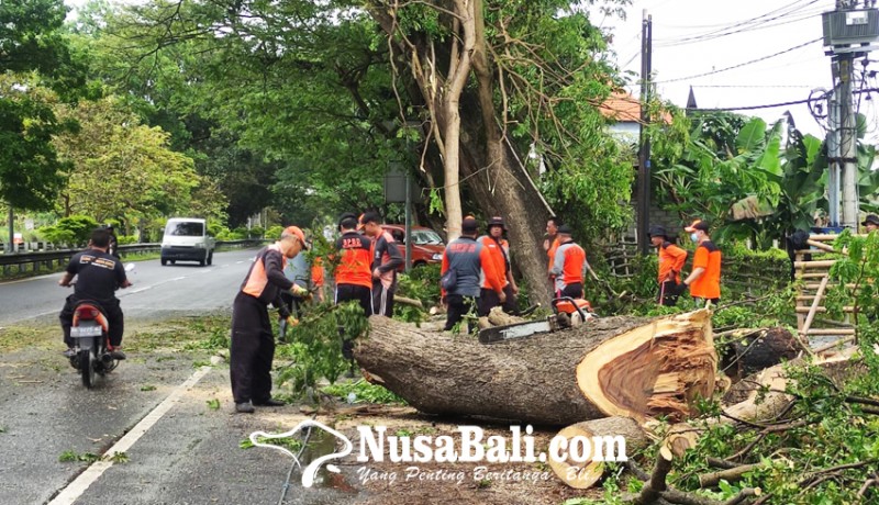 www.nusabali.com-bpbd-pangkas-pohon-rawan-tumbang