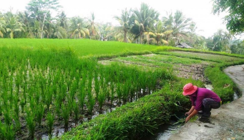 www.nusabali.com-soal-kekurangan-tenaga-penyuluh-pertanian-di-bangli-dprd-minta-pemkab-segera-bersikap