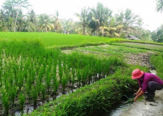 Nusabali.com - soal-kekurangan-tenaga-penyuluh-pertanian-di-bangli-dprd-minta-pemkab-segera-bersikap