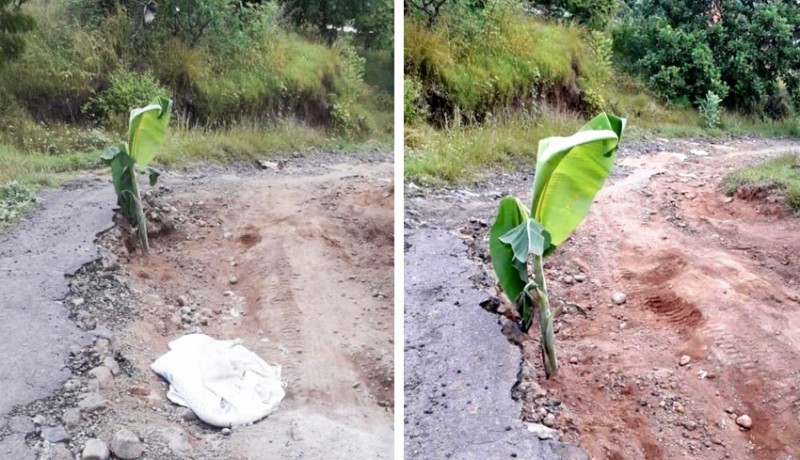 www.nusabali.com-warga-desa-bukti-tanam-pohon-pisang-di-jalan-rusak
