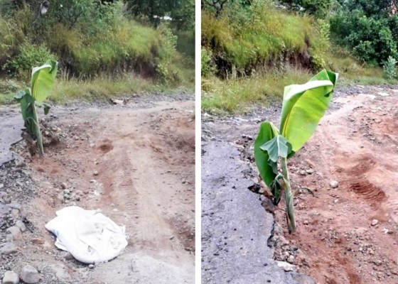 Nusabali.com - warga-desa-bukti-tanam-pohon-pisang-di-jalan-rusak