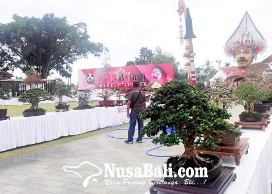 Nusabali.com - ppbi-bangli-gelar-pameran-bonsai