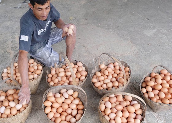 Nusabali.com - harga-telur-melejit
