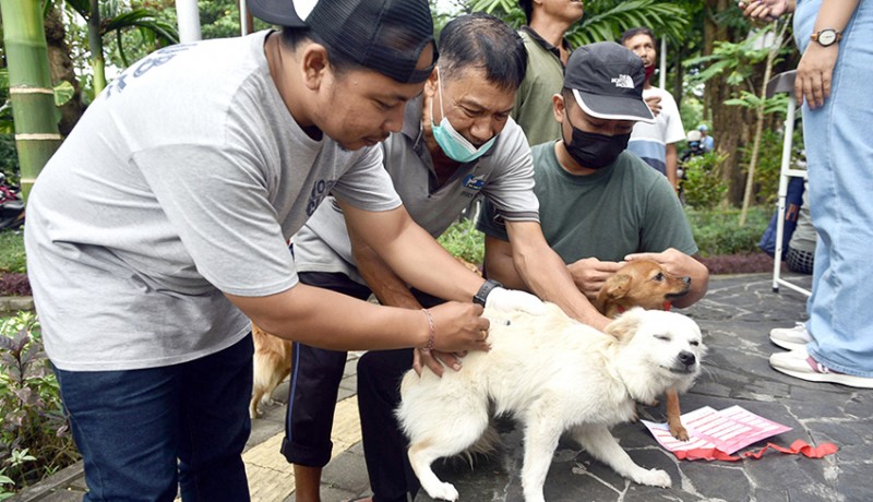 www.nusabali.com-distan-denpasar-selesaikan-vaksinasi-20756-anjing