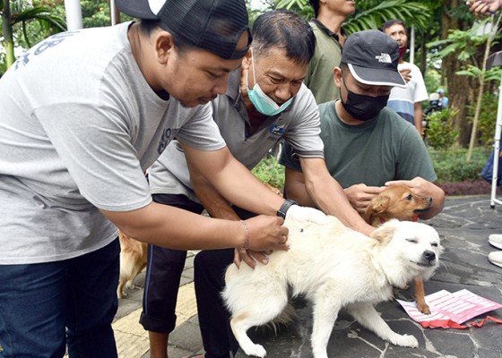 Nusabali.com - distan-denpasar-selesaikan-vaksinasi-20756-anjing