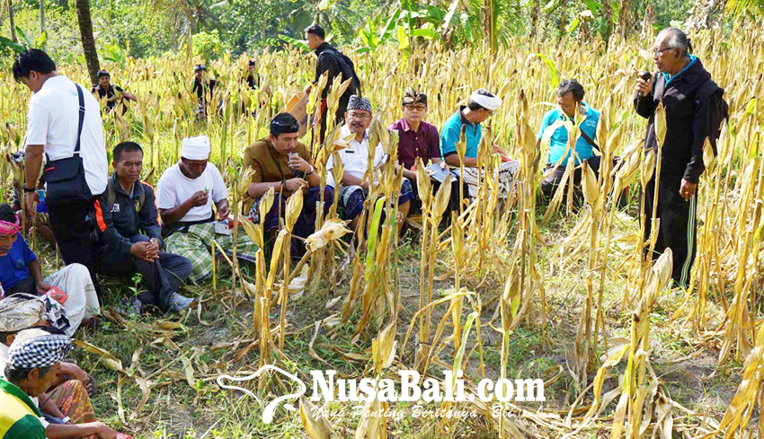 www.nusabali.com-dinas-pertanian-tanam-jagung-400-ha