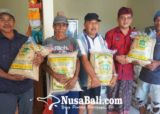 Nusabali.com - 537-petani-di-duda-terima-bantuan-bibit-padi