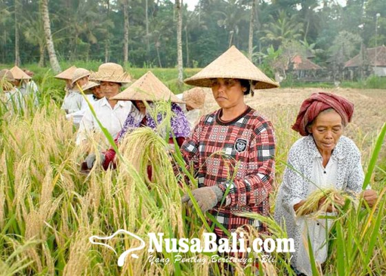 Nusabali.com - petani-di-geriana-kauh-panen-padi-taun