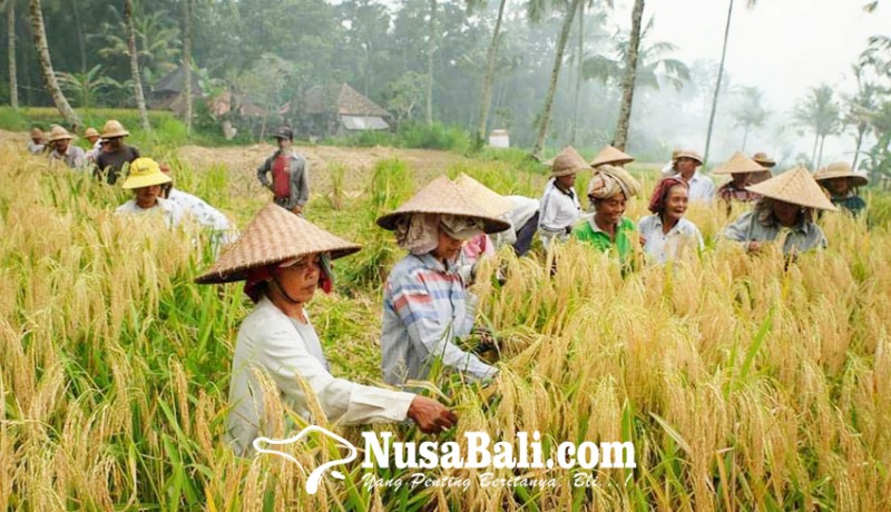 www.nusabali.com-apindo-intensifkan-sektor-pertanian