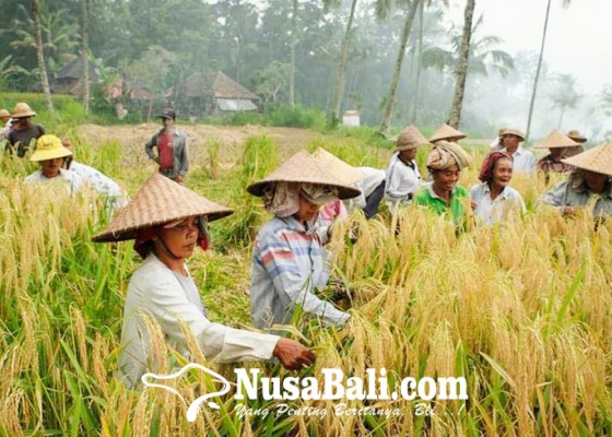 Nusabali.com - apindo-intensifkan-sektor-pertanian