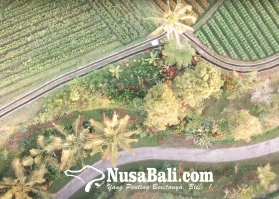 Nusabali.com - kuota-asuransi-tani-di-tabanan-22-ribu-hektare