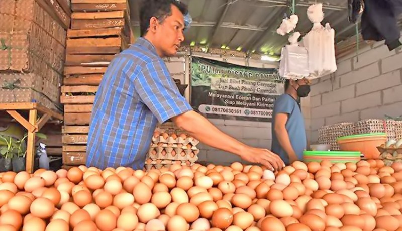 www.nusabali.com-masa-panen-jagung-harga-telur-akan-turun-bulan-depan