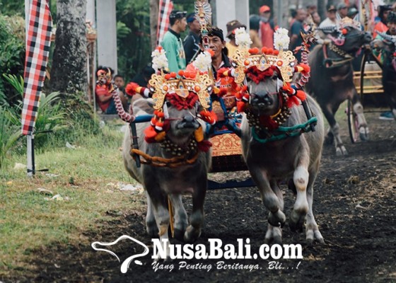 Nusabali.com - 192-pasang-kerbau-ikuti-makepung-kapolres-cup