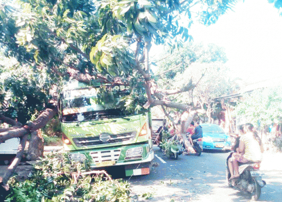 Nusabali.com - salip-rombongan-ngaben-truk-tertimpa-pohon