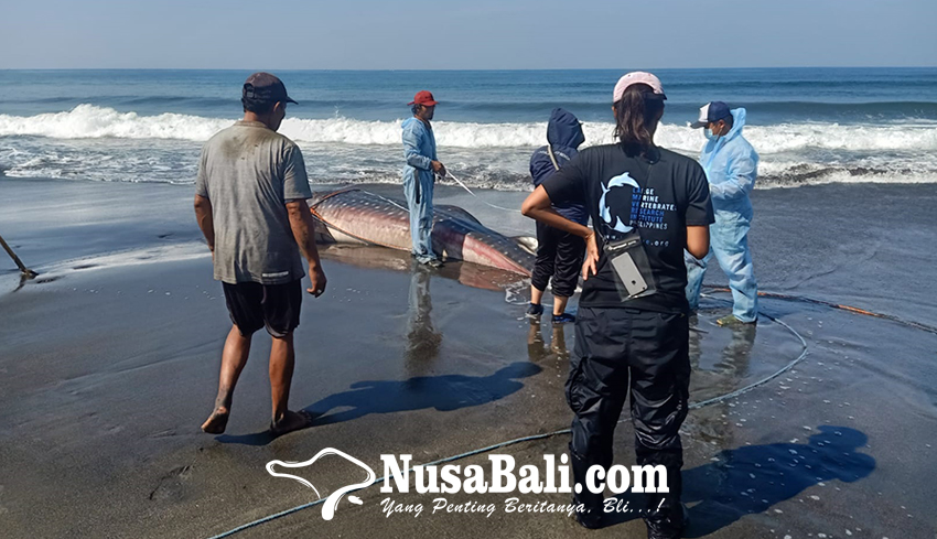 www.nusabali.com-hiu-paus-sepanjang-65-meter-terdampar-di-pantai-air-kuning