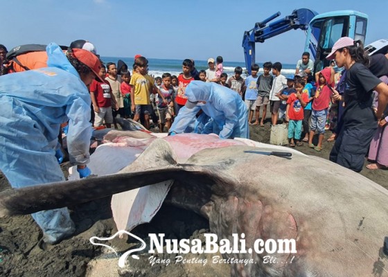 Nusabali.com - hiu-paus-sepanjang-65-meter-terdampar-di-pantai-air-kuning