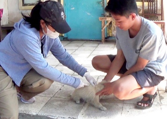 Nusabali.com - vaksinasi-rabies-di-gilimanuk-sasar-718-ekor-anjing