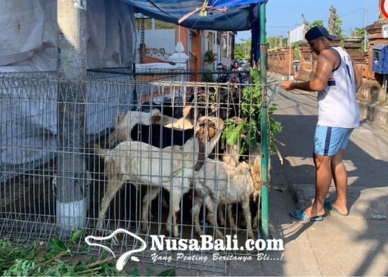 Nusabali.com - kambing-kurban-peternak-tibubeneng-dan-pedagang-kampung-bugis-ludes-diserbu-pembeli