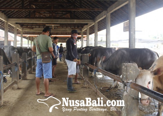 Nusabali.com - jelang-idul-adha-harga-sapi-bali-meroket