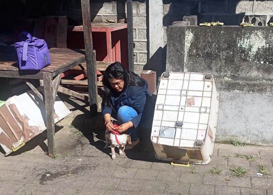Nusabali.com - badung-eliminasi-anjing-liar-terkontaminasi-rabies
