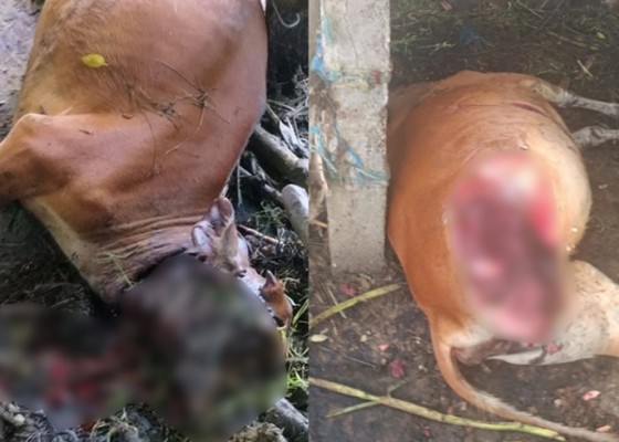 Nusabali.com - kasus-mutilasi-sapi-di-ubud-masih-misteri
