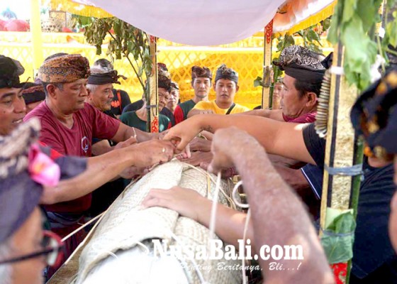 Nusabali.com - upacara-munggah-sale-pinda-layon-putra-raja-karangasem