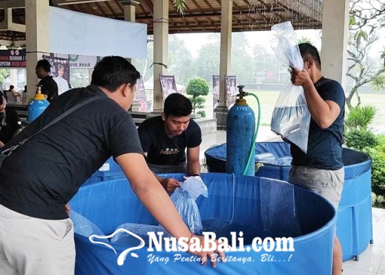Nusabali.com - ratusan-peserta-ikut-kontes-ikan-koi