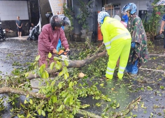Nusabali.com - hujan-2-hari-picu-pohon-tumbang-dan-tanah-longsor