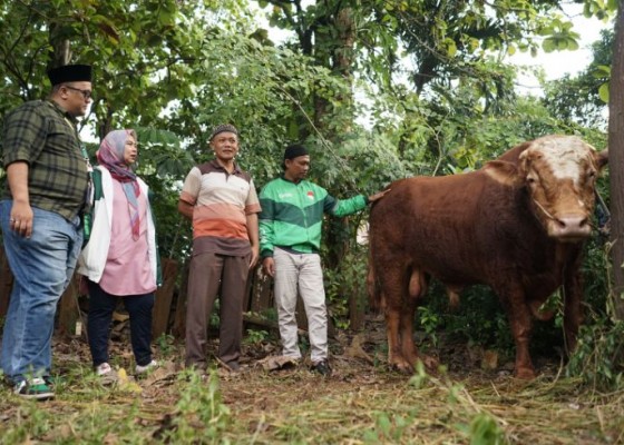 Nusabali.com - sapi-berbobot-1-ton-dan-ratusan-kambing-jadi-hewan-kurban-grab-indonesia