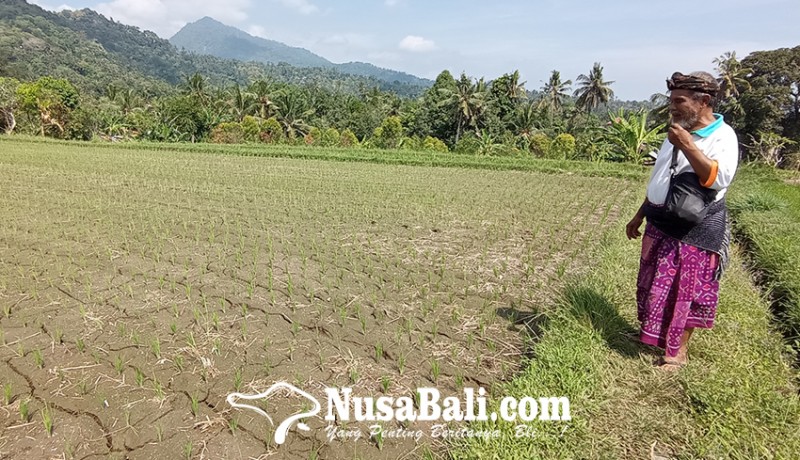 www.nusabali.com-petani-subak-tabang-keluhi-pembagian-air-irigasi
