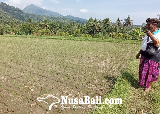 Nusabali.com - petani-subak-tabang-keluhi-pembagian-air-irigasi