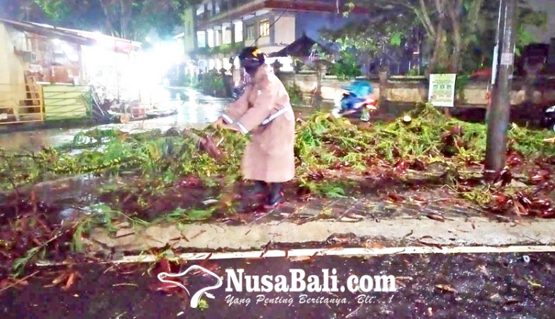 www.nusabali.com-hujan-deras-pohon-timpa-mobil