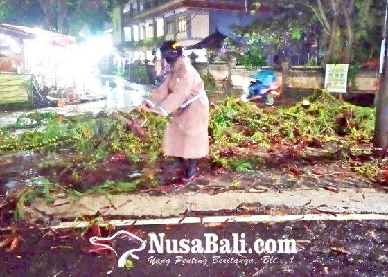 Nusabali.com - hujan-deras-pohon-timpa-mobil