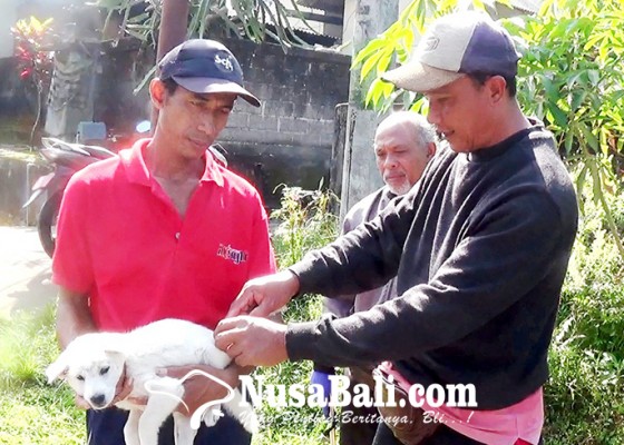 Nusabali.com - anjing-rabies-makin-mengkhawatirkan-bali