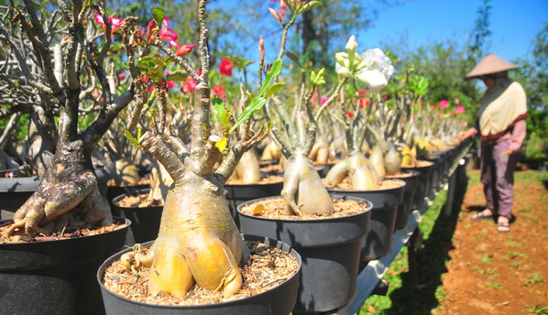 www.nusabali.com-budi-daya-tanaman-bonsai-adenium